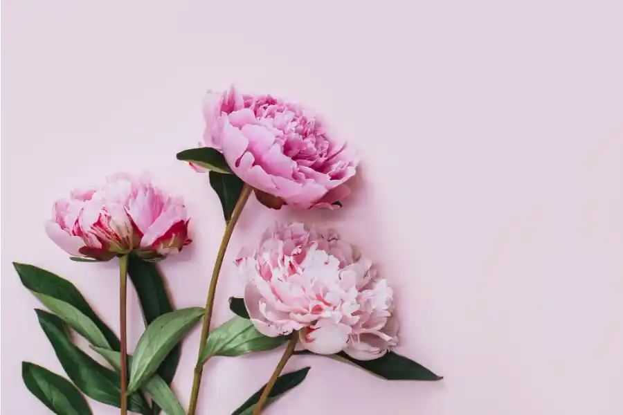 How To Grow Peony