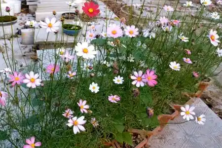 How-to-Grow-Cosmos-Step-by-Step