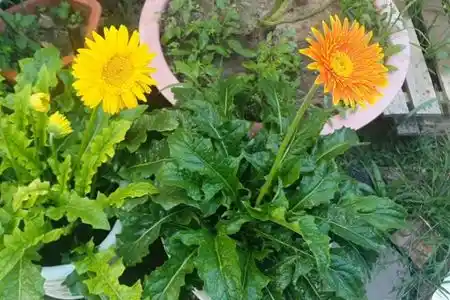How-to-Grow-Gerbera-Daisies