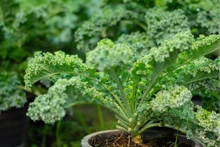 How to Grow Kale in Pots
