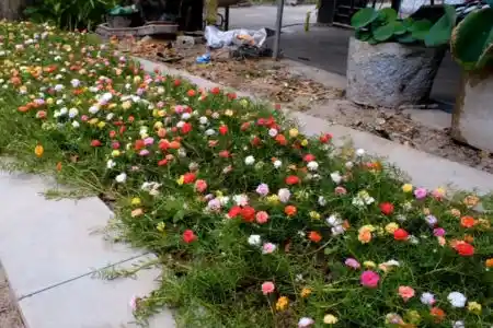 How to Grow Portulaca Without Fertilizer: Simple Steps for Beginners