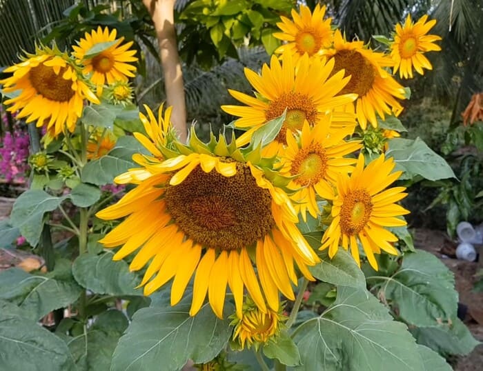 How to Grow Sunflowers