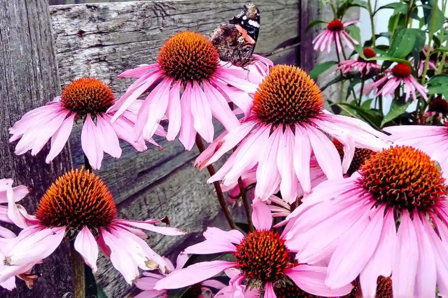 How to grow echinacea