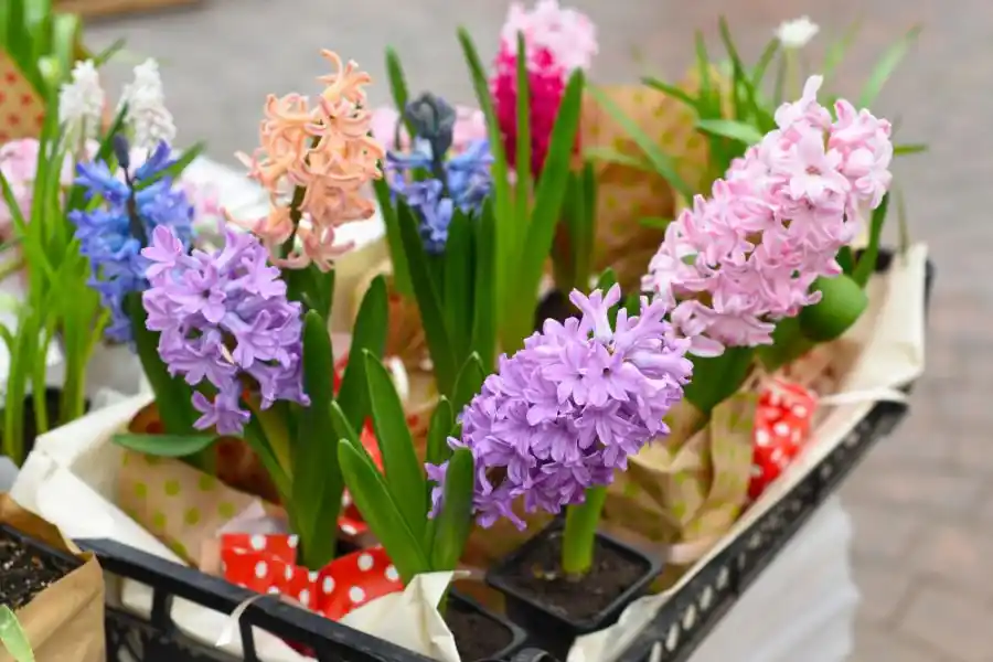 How to Grow Hyacinth