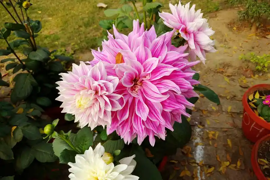 a pink and white flower