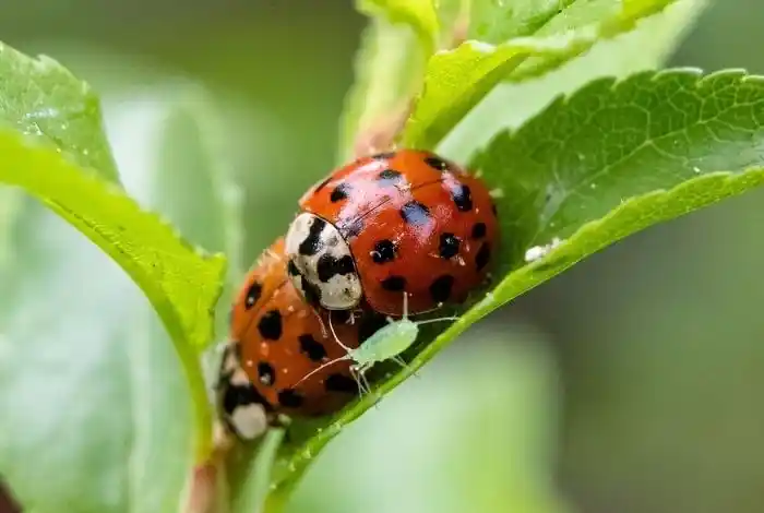How to Attract Ladybugs to Your Garden (And Why You’ll Want To)