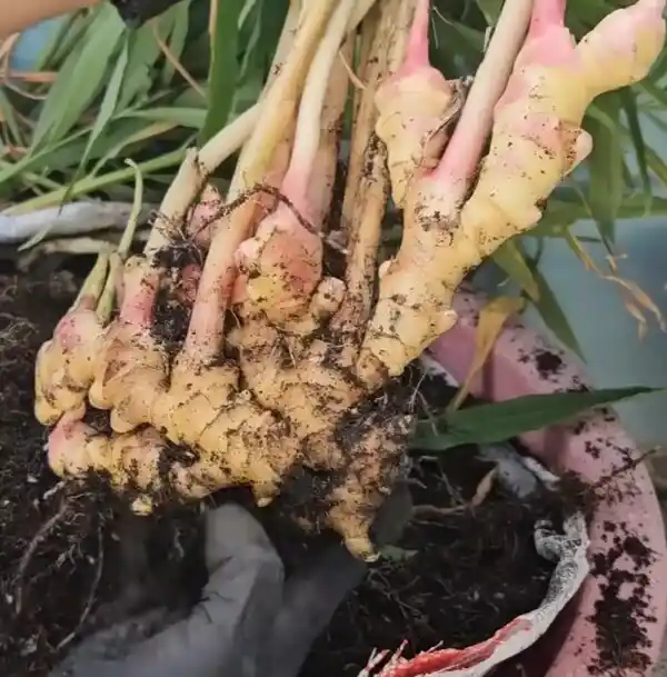 How to Grow Ginger at Home