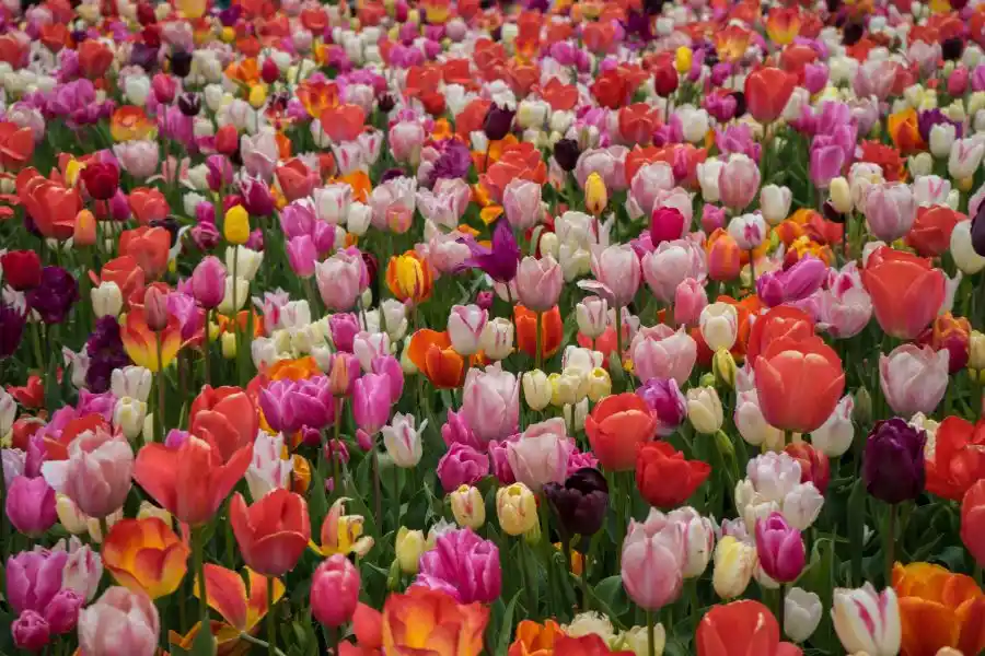 how to grow tulips
