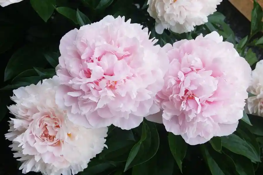 how to take care of peony